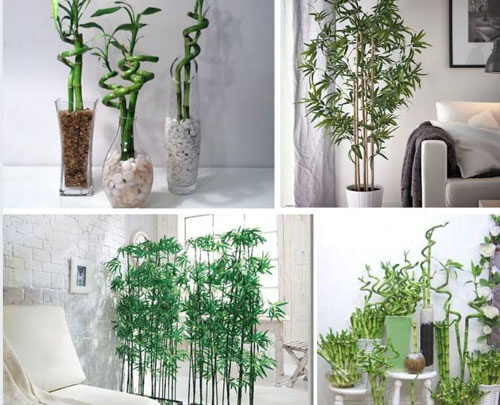 Comment le bambou peut-il être utilisé dans la décoration ?